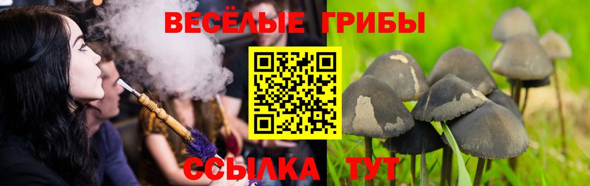 Ржев  Псилоцибиновые грибы Cubensis  Вход с VPN 